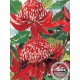 WATERMARK GREETING CARD WARATAH
